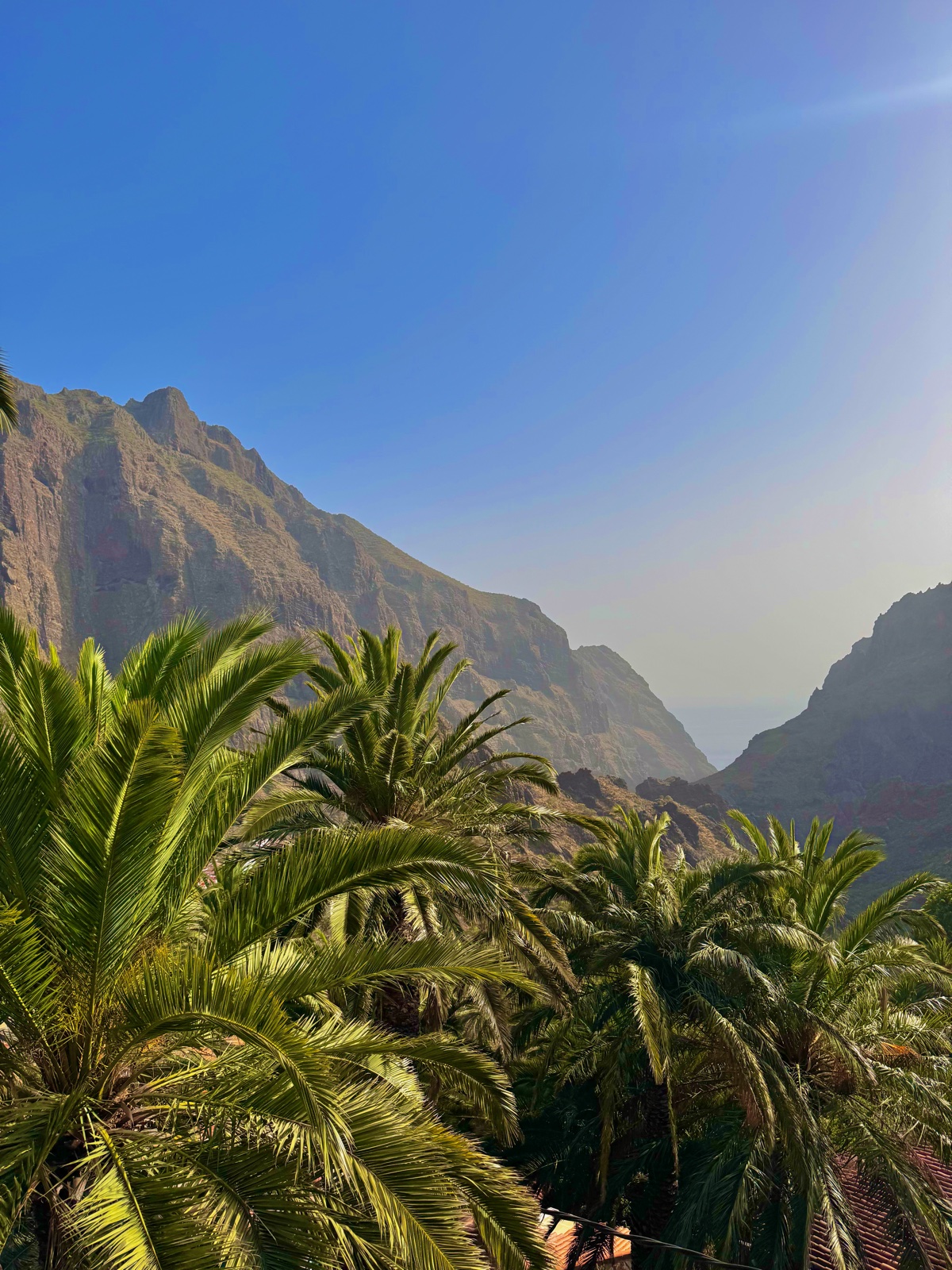 Palmiers et montagne